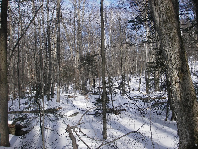 Adirondack woods