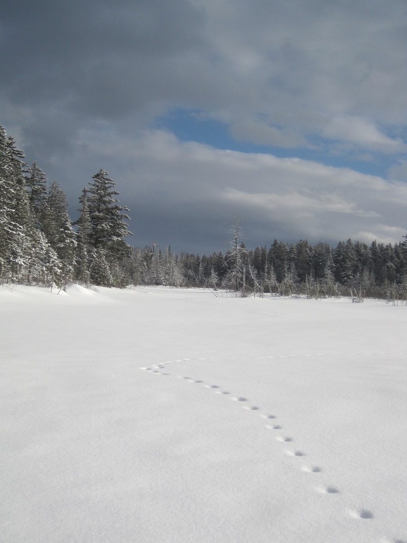 Coyote tracks across a frozen pond