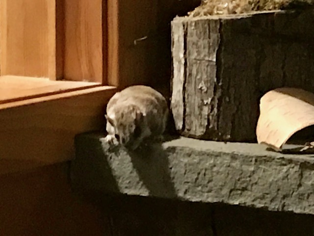 A flying squirrel who came in with the firewood