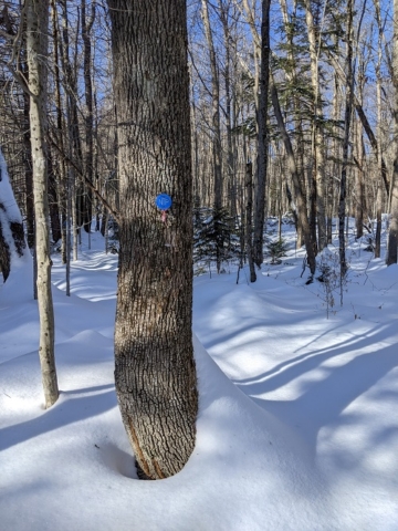 Backcountry skiing on the Northville-Lake Placid Trail