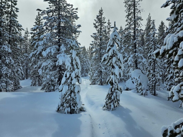 Snowshoe trail at Meissner Sno-Park, Bend, OR