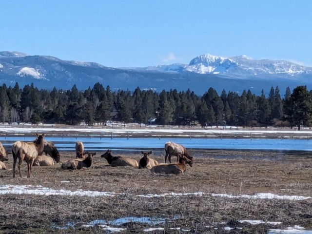 Elk at Sunriver, OR, with Paulina Peak in the background