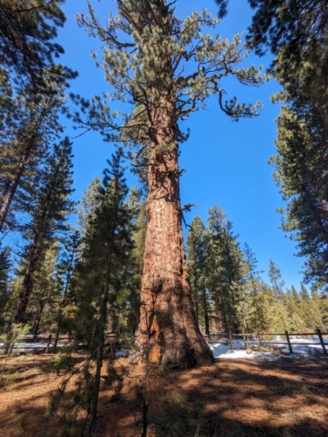 Big Tree at La Pine SP, La Pine, OR