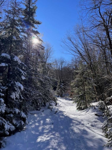 Sunlight on 3 mile trail, Whitegrass, February 2024